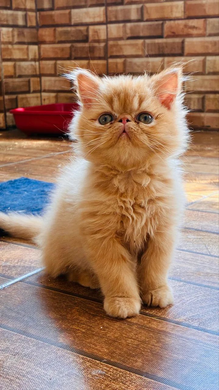 Gato persa laranja  - Foto 3