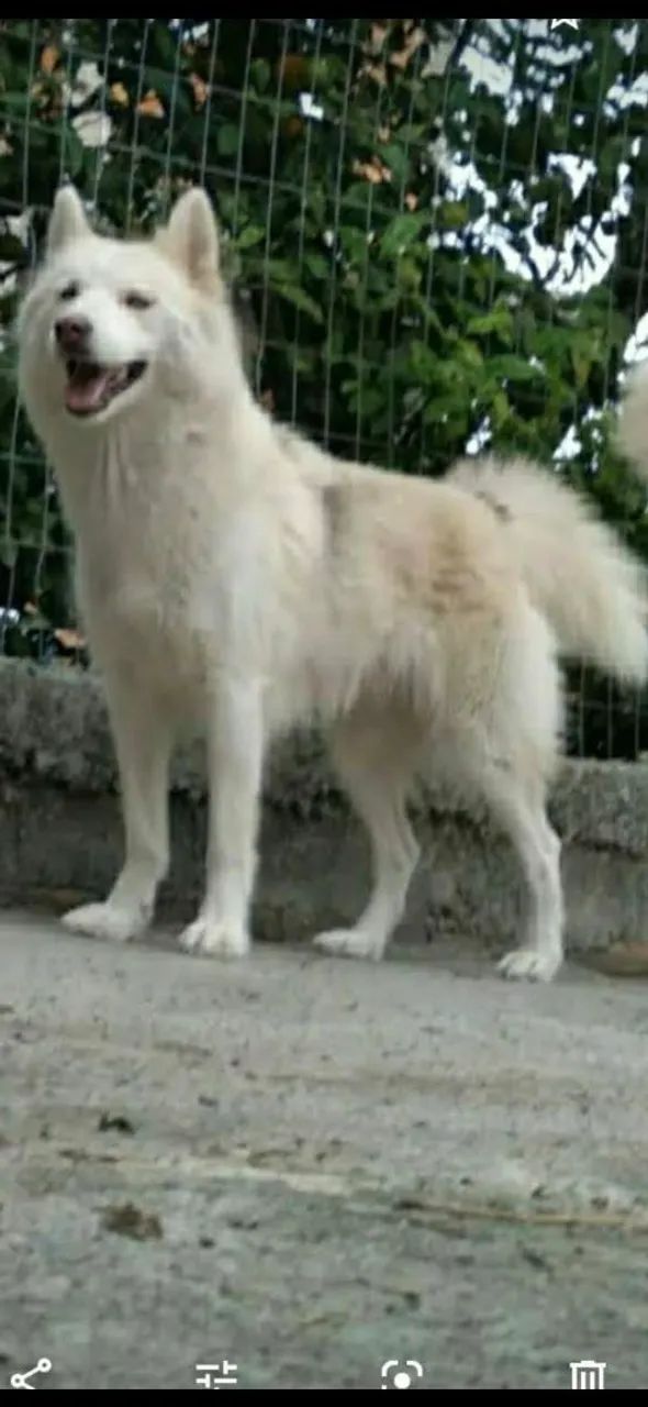 Husky siberiano  - Foto 3