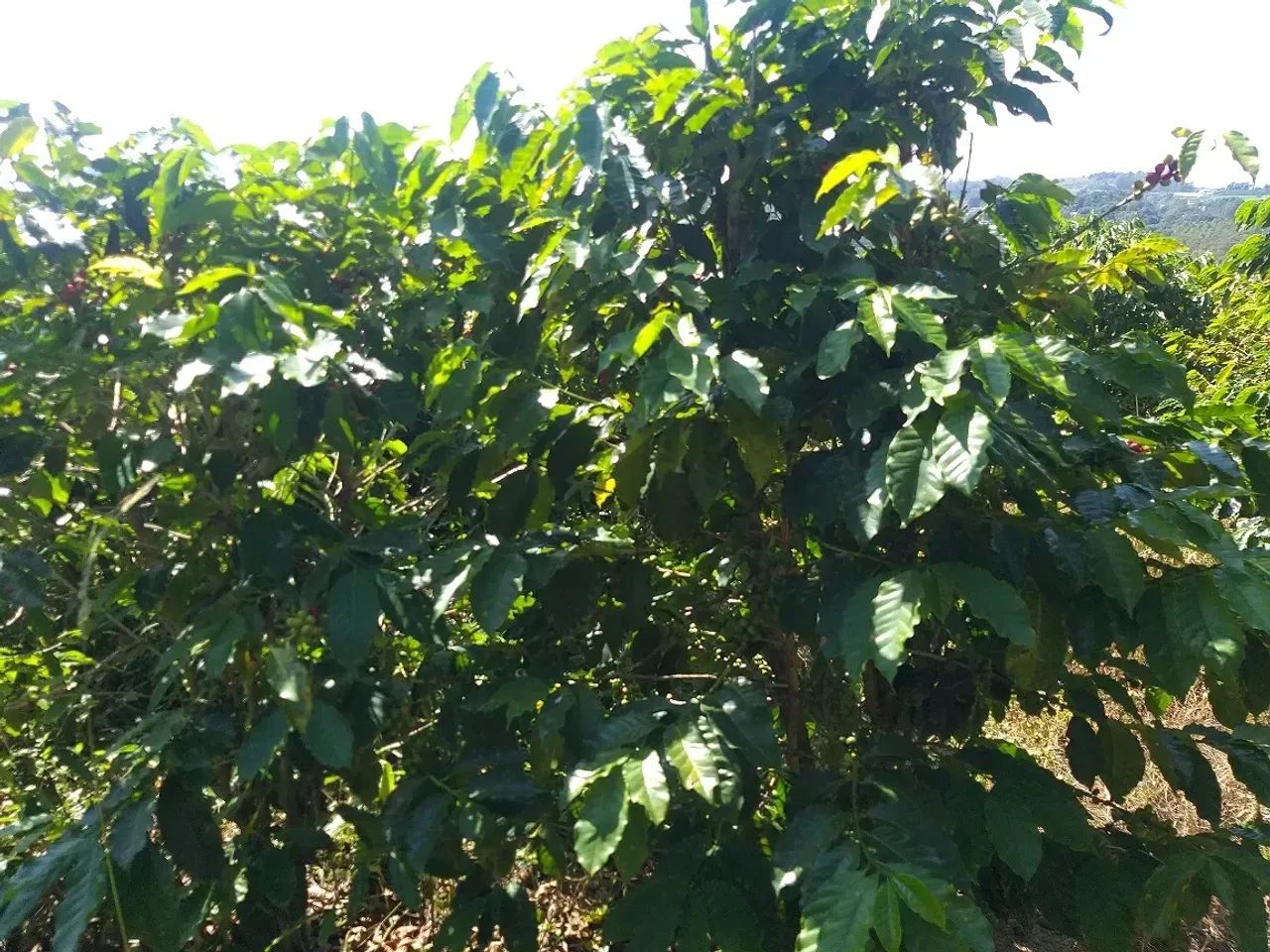 Sítio Café - Estância Hidromineral de Amparo/SP - Foto 2