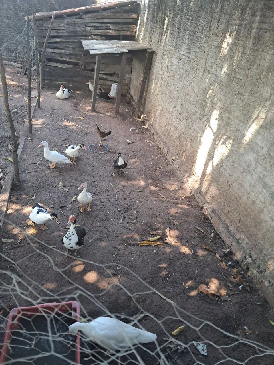 Patos
