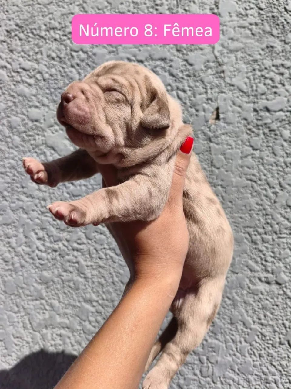 Cachorro Pit Monster - Foto 2
