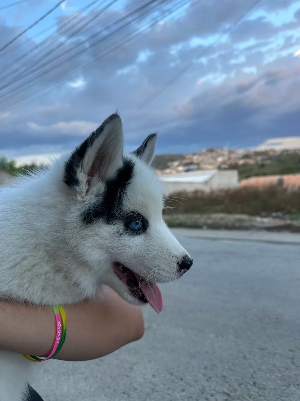 Filhote de husky 