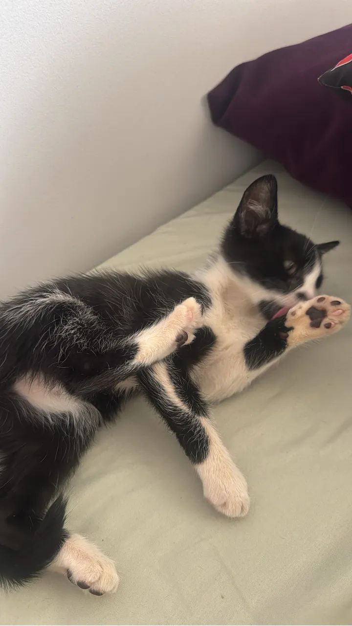Doa-se gato - Foto 4