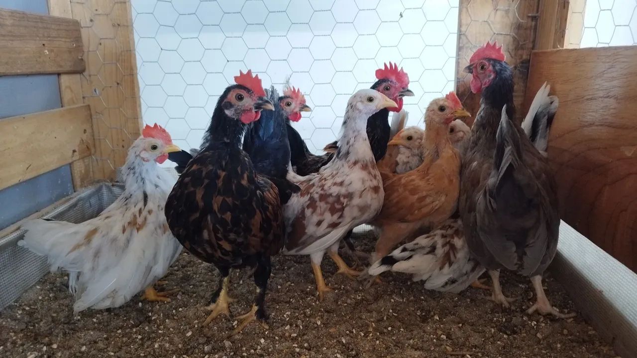 Mini Galo Nagazaki  - Foto 5