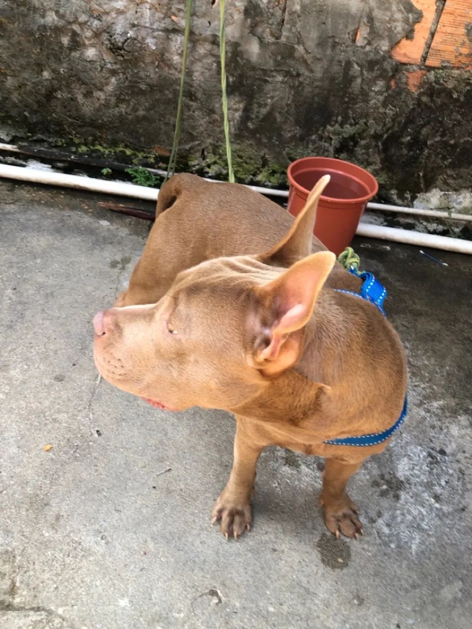 Cachorro pit monster - Foto 2