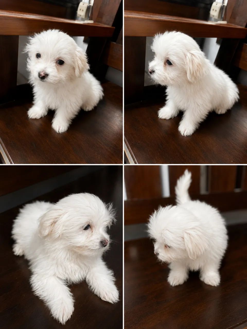 Cachorrinho a venda 