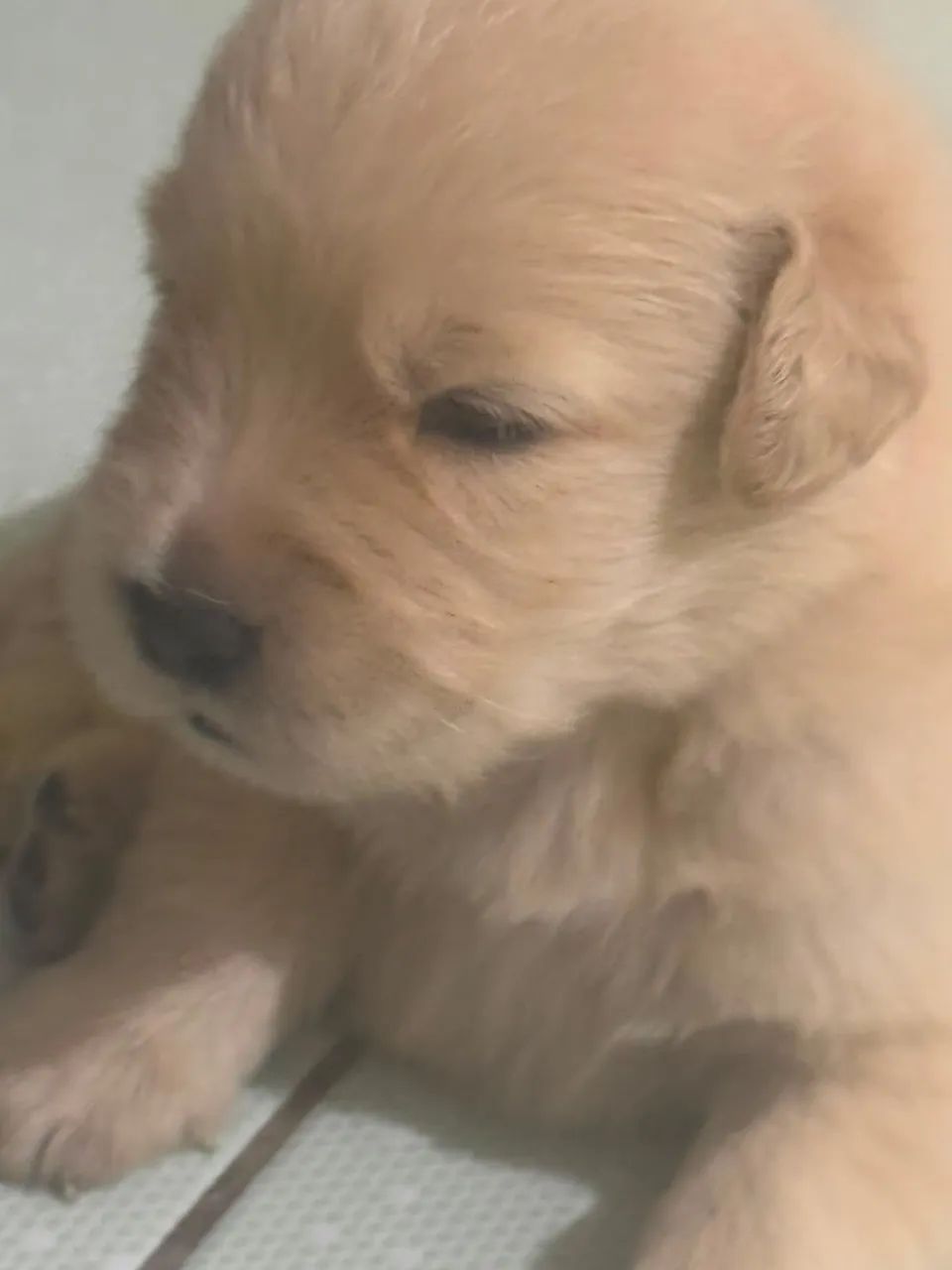 Golden Retriever  - Foto 3