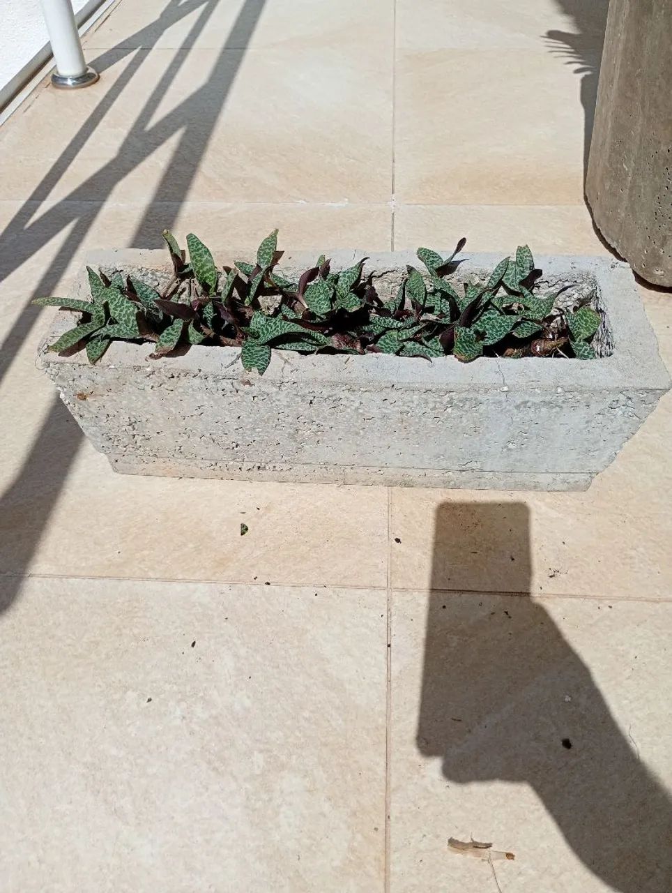 Samambaia portuguesa em vaso de cimento 36x36  - Foto 5