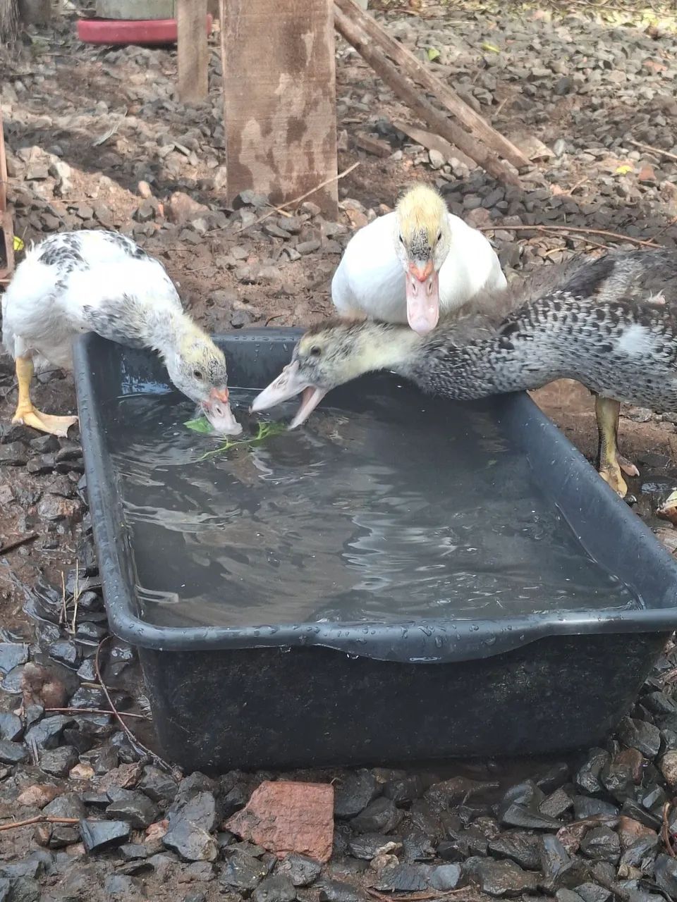 Frango, pintinhos e patos