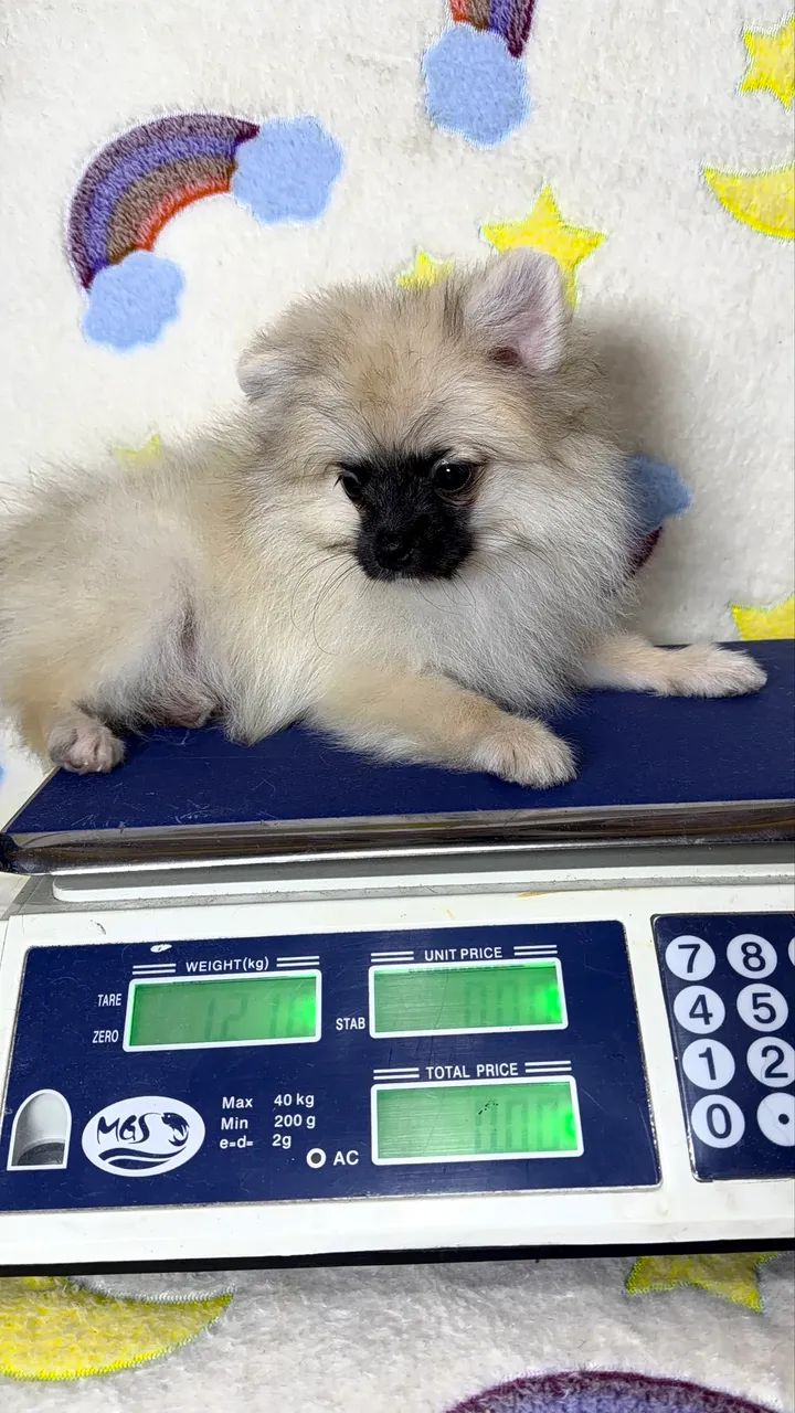 Spitz alemão anão  - Foto 2