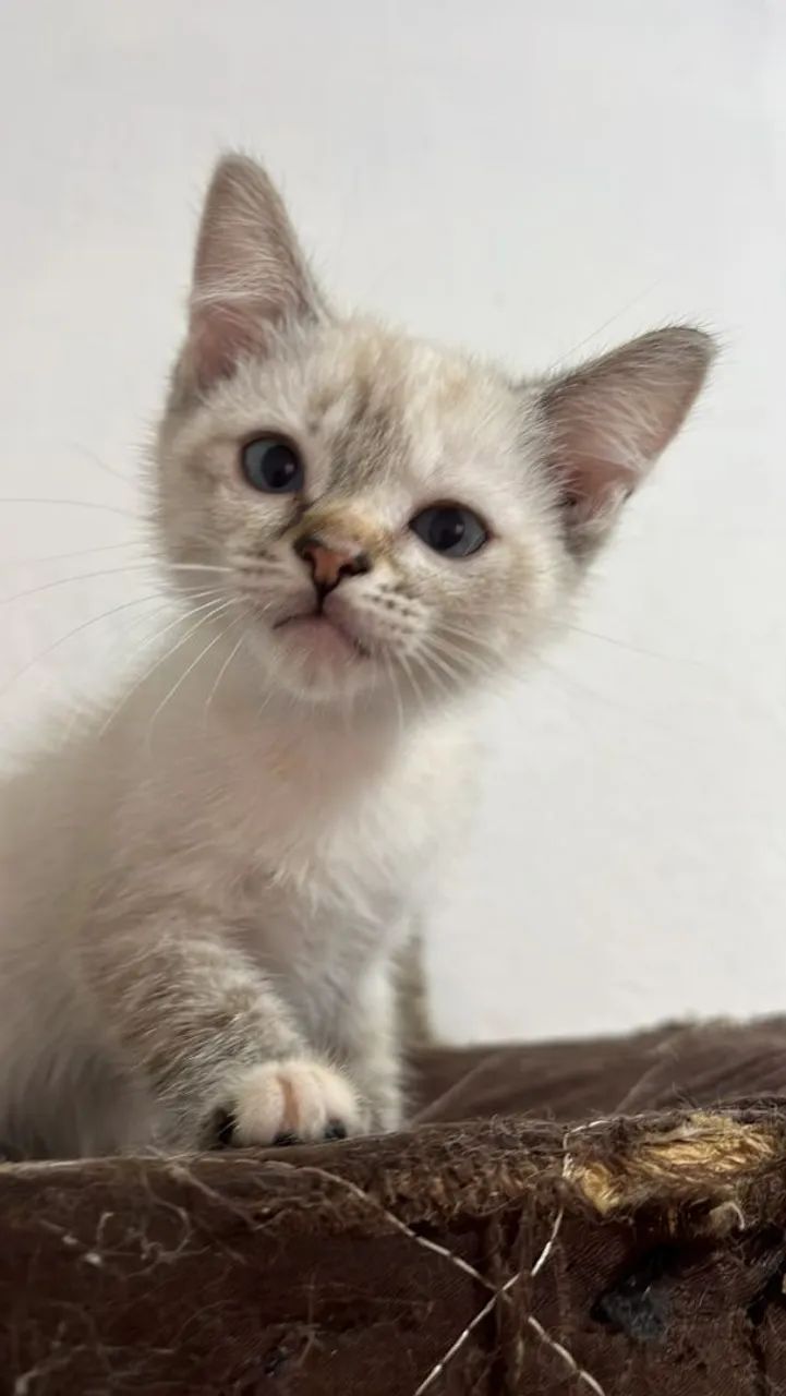 Gatinhas adoção  - Foto 3