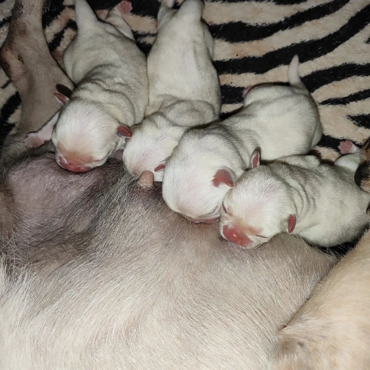Pug - Foto 3