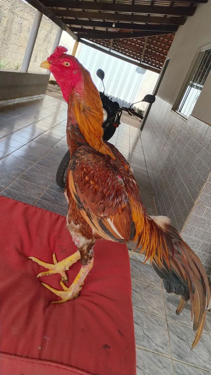 Galos mura  - Foto 6