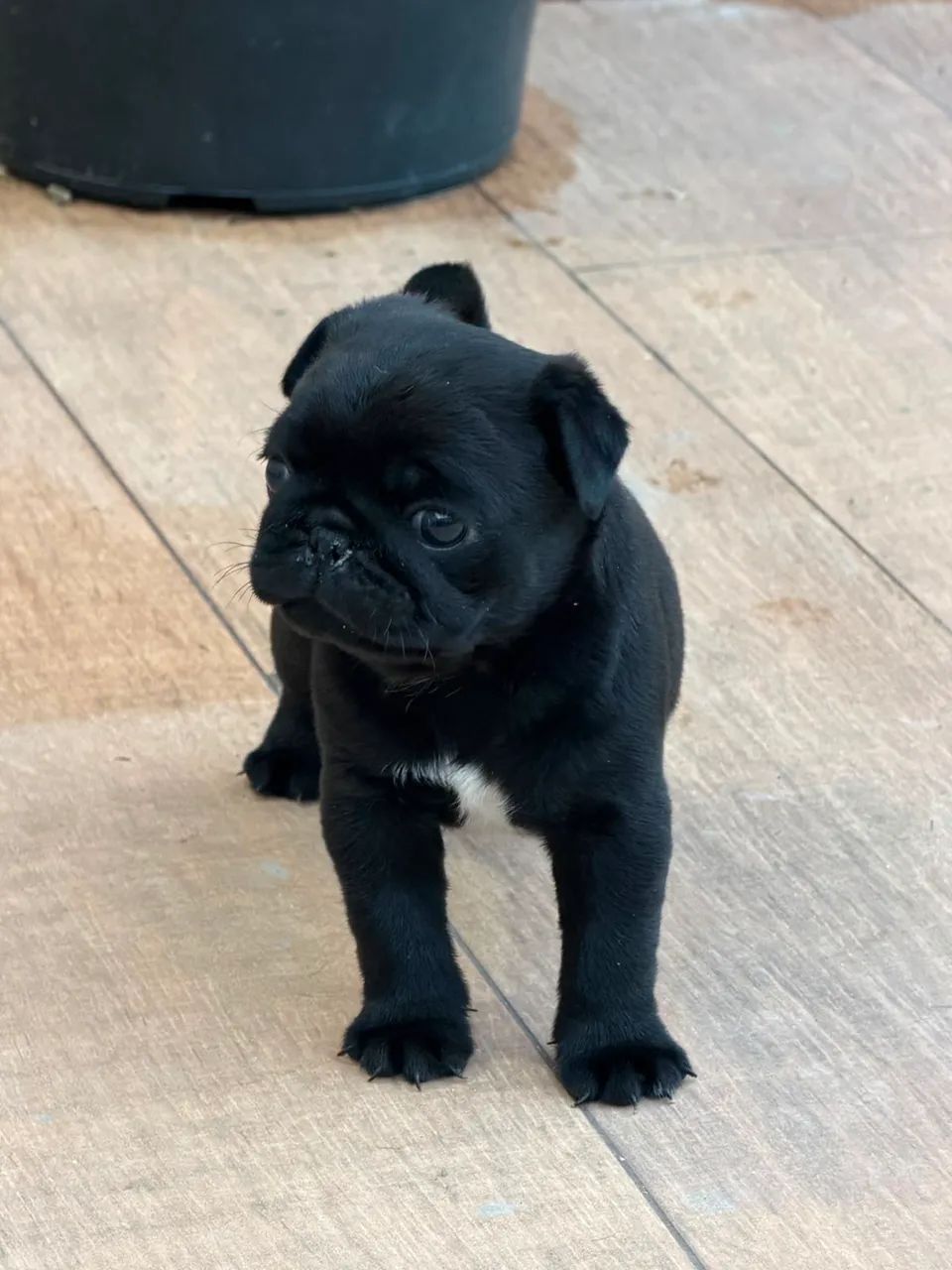 Filhote de Pug  - Foto 3
