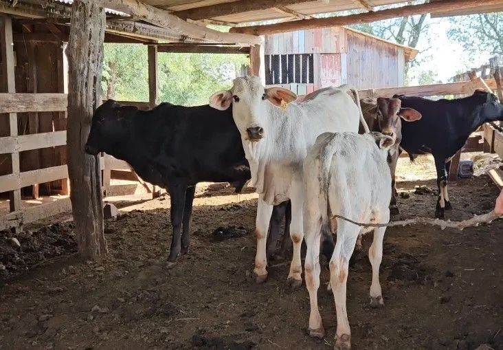 Vende - Se Lote Bezerros 