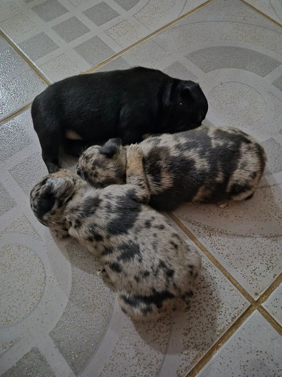 Bulldog francês disponível  - Foto 2