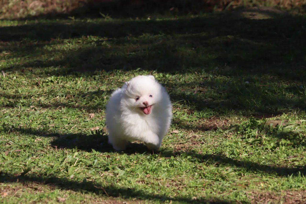 Spitz Alemão Lulu 