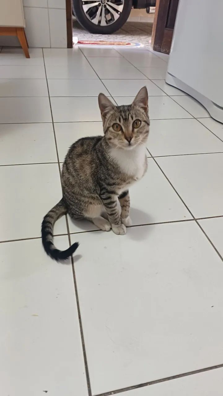 DOANDO  GATA ...esta Sitio cercado.. - Foto 2