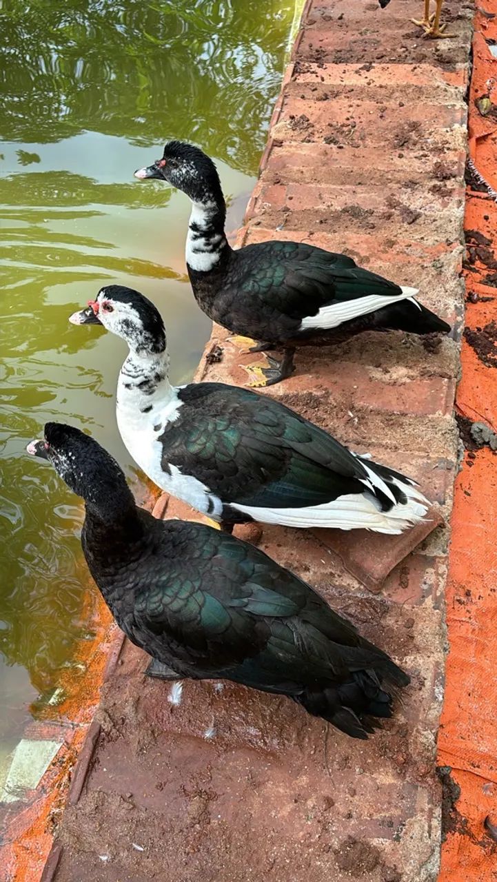 Vendo patos  - Foto 4
