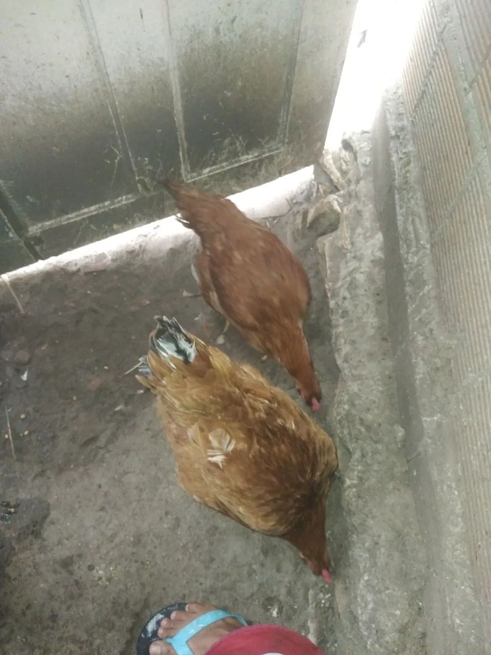 Vendo 6 galinhas capoeira  - Foto 3