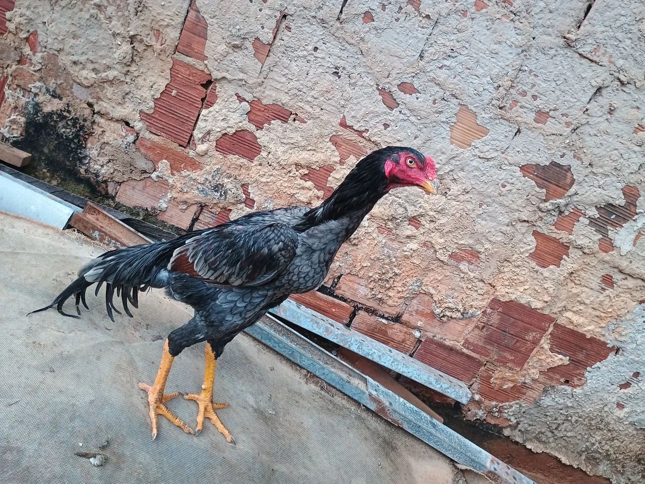 Frango e frangas shamo - Foto 2