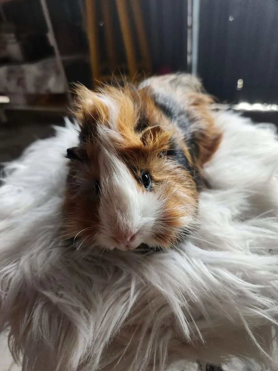 Porquinho da índia  - Foto 5