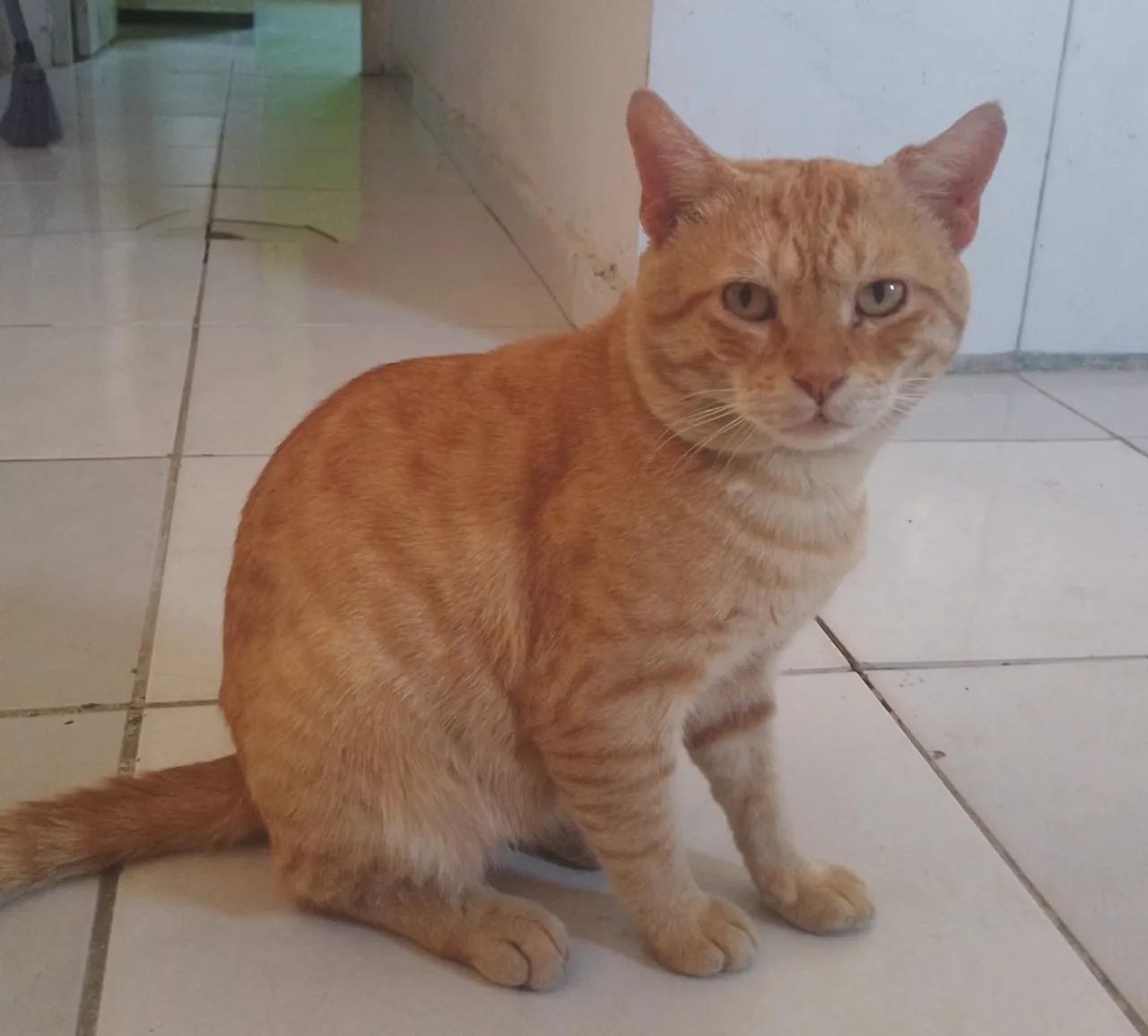 Gato para adoção  - Foto 2