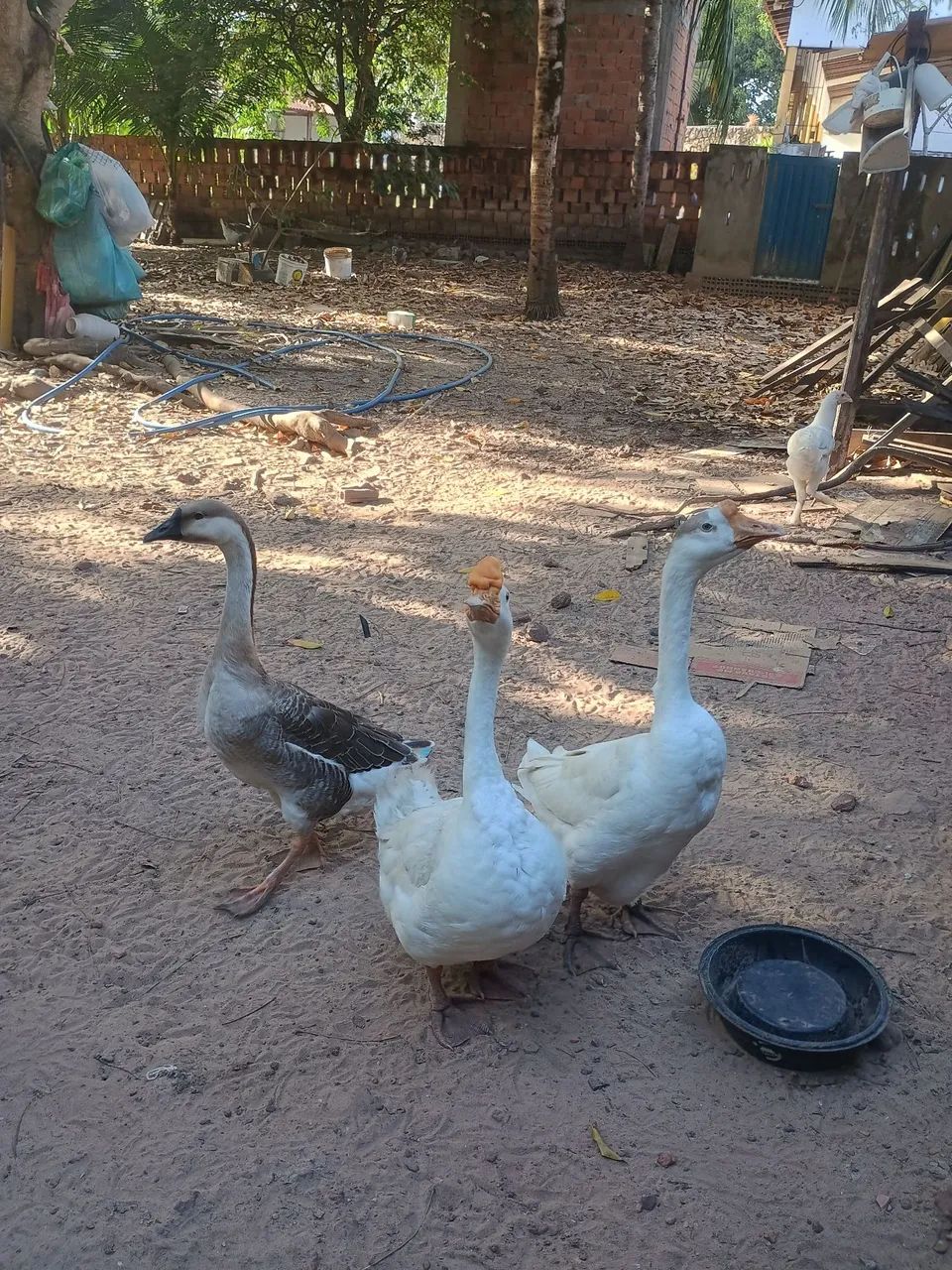Gansos 