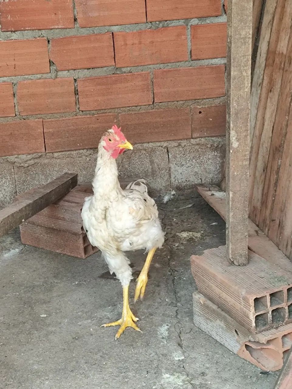 Frango Branco mistura com GSB  - Foto 2