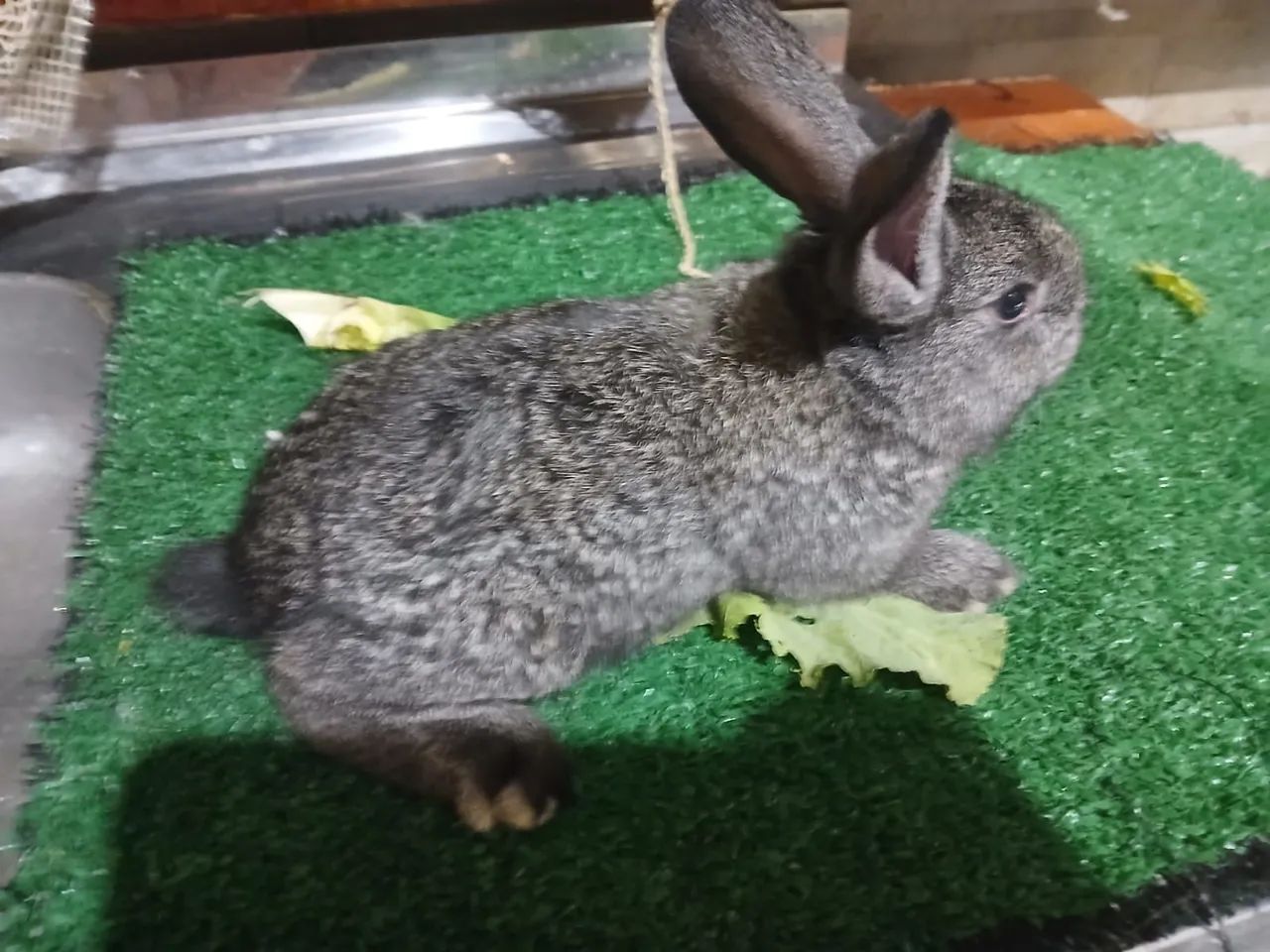 Coelhos gigantes - Foto 6