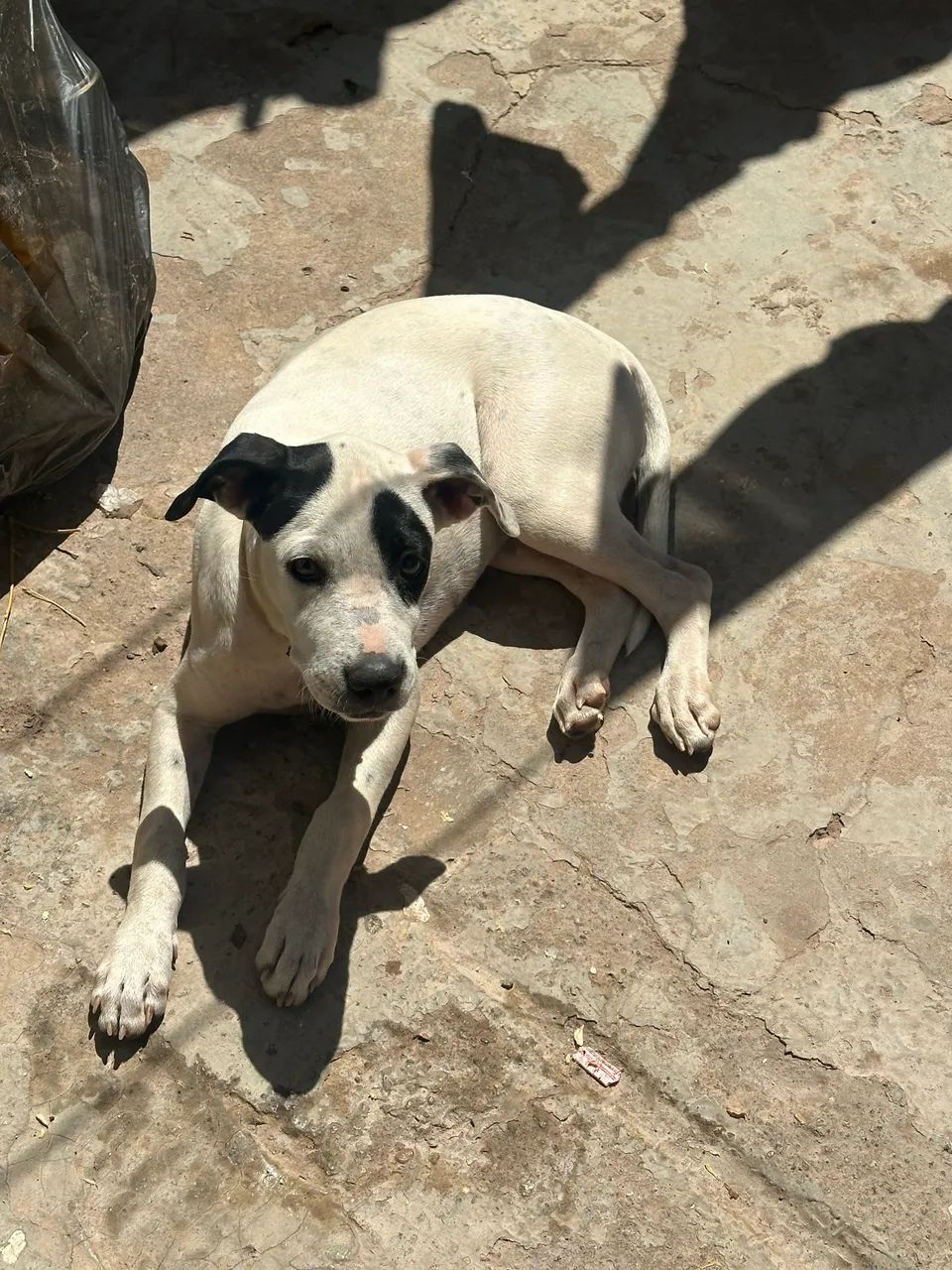 Doação  - Foto 4