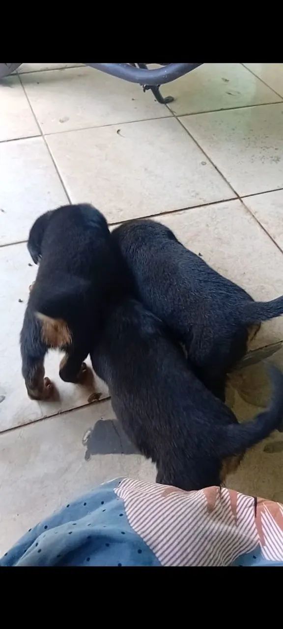 Rottweiler  - Foto 5