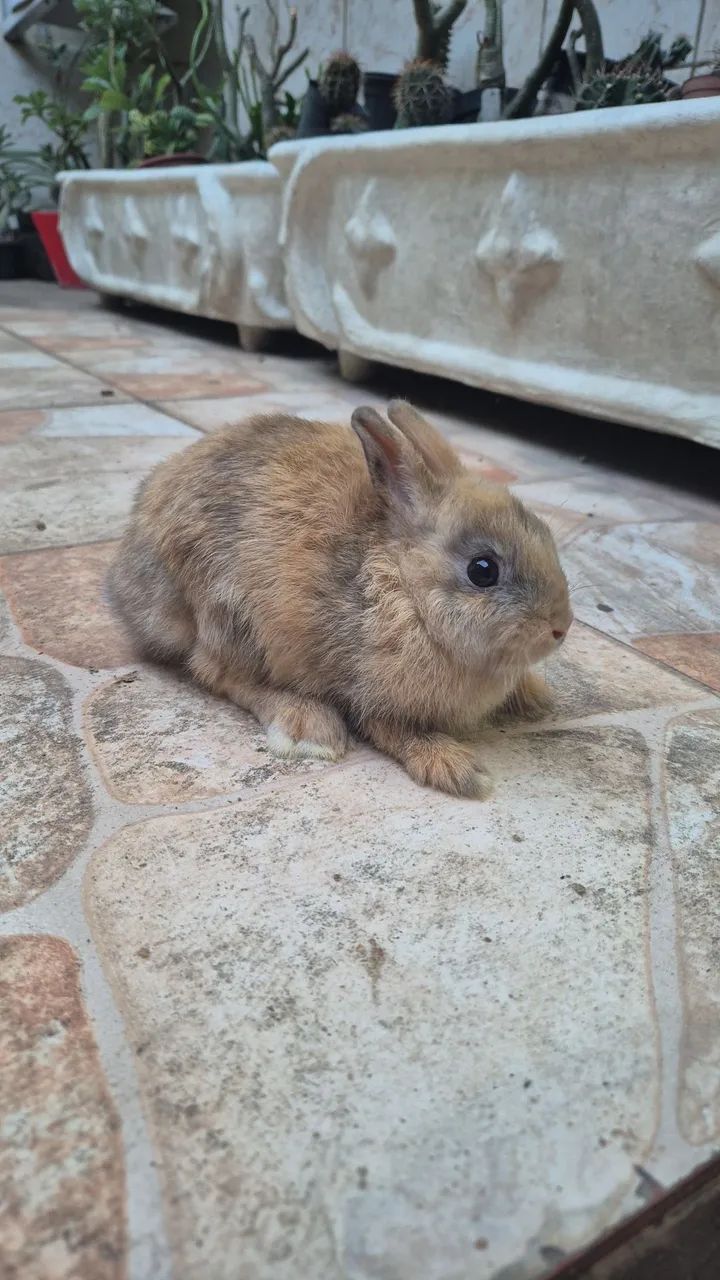 Coelho