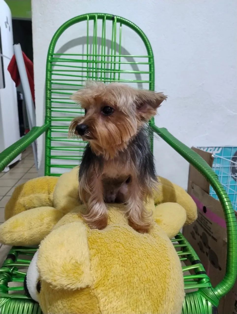 Yorkshire terrier mini - Foto 4