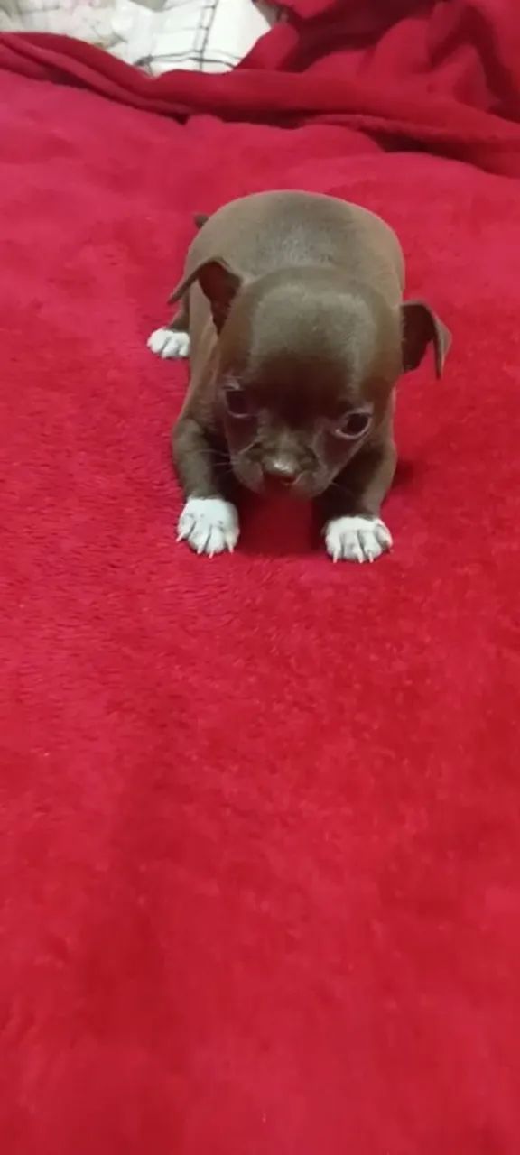 Chihuahua  - Foto 4