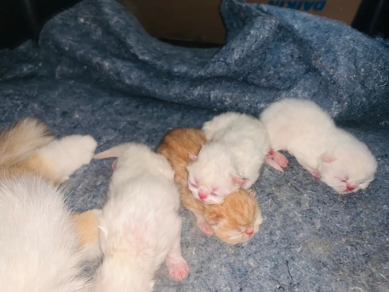 Filhotes de gato persa exótico disponíveis para reserva - Foto 2