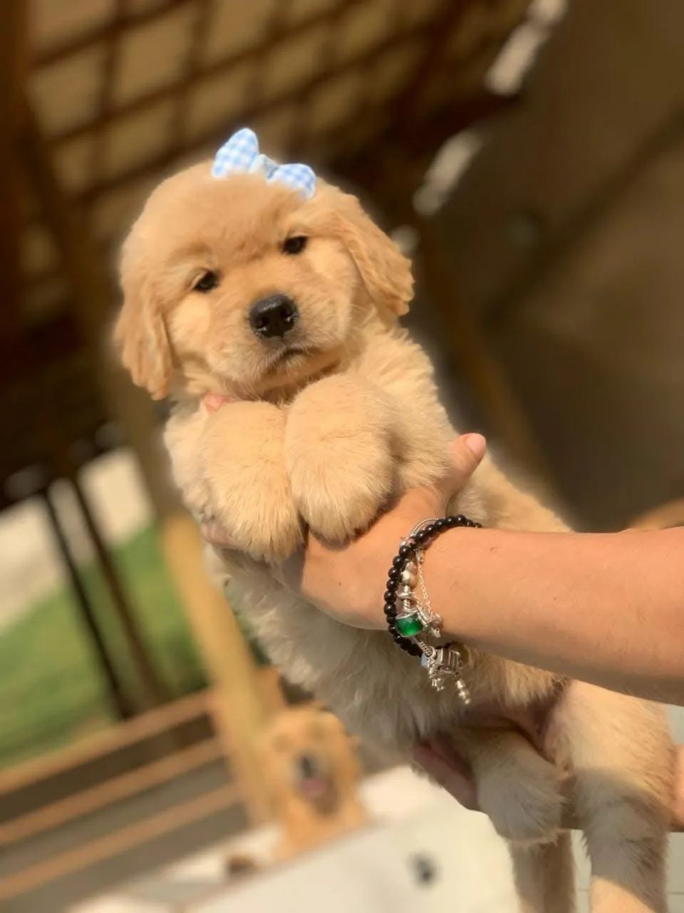 Golden retriever 