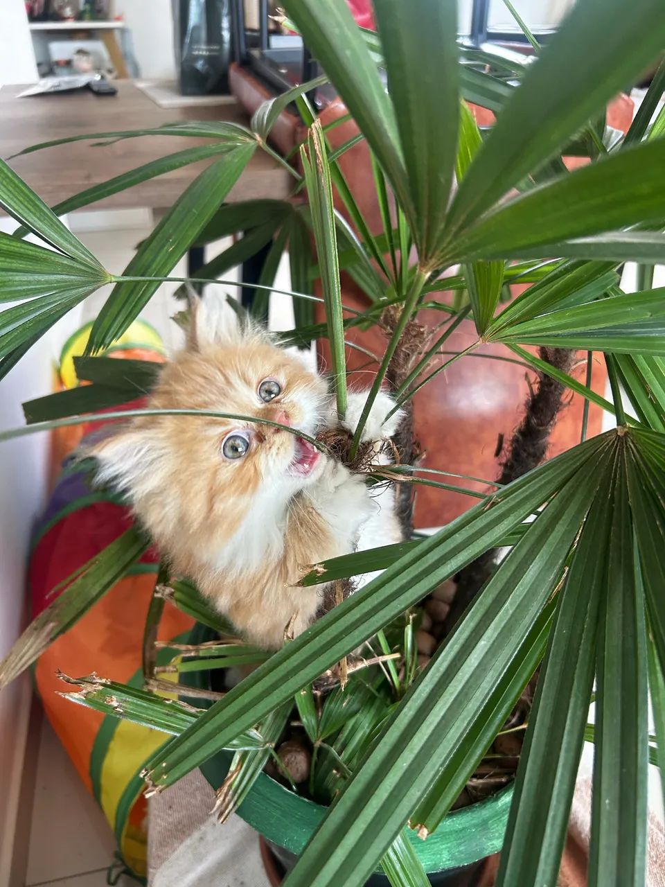 Gato persa  - Foto 2