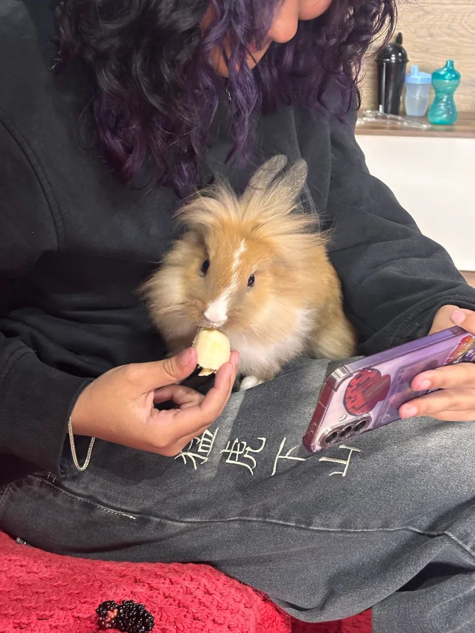 Coelho mini - Foto 3