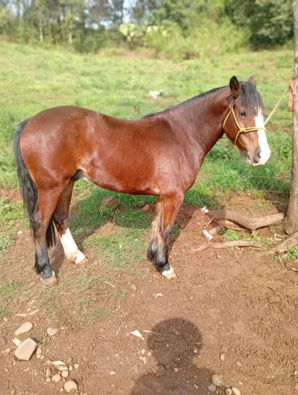 Cavalo Crioulo - Colorado