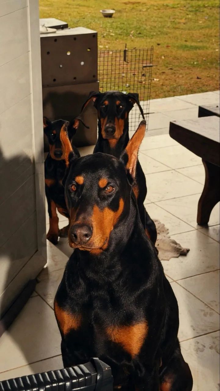 Dobermann Americano  - Foto 4