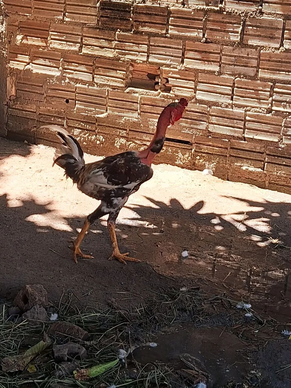 Frango polaco 