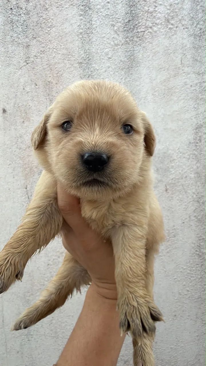 Golden retriever  - Foto 2