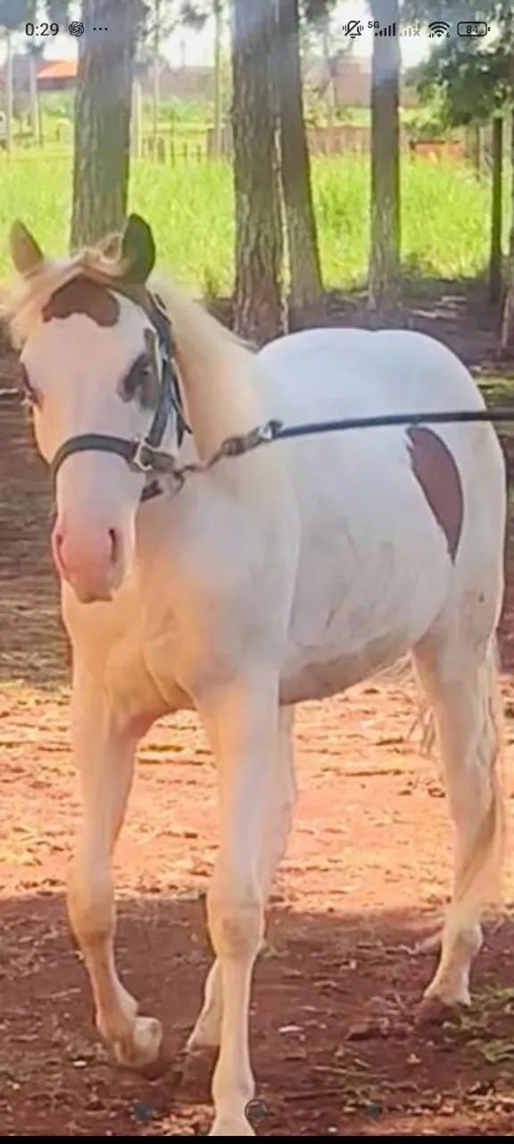 CAVALO POTRO PAINT HORSE REGISTRADO 
