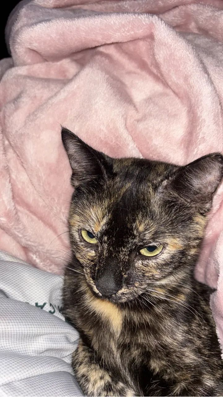 Doação de gatinha com 6 filhotes 