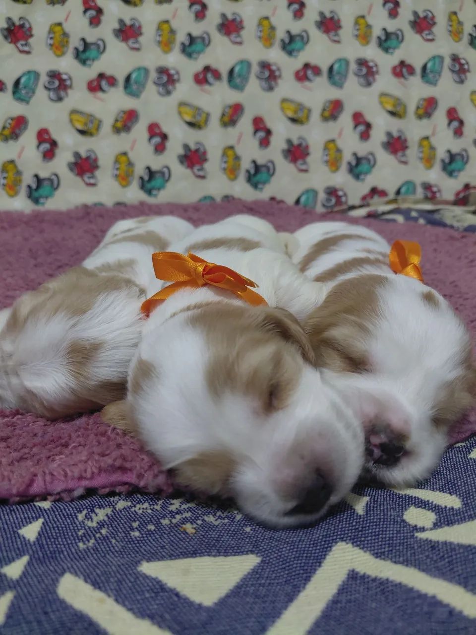 Filhote de cocker spaniel  - Foto 2