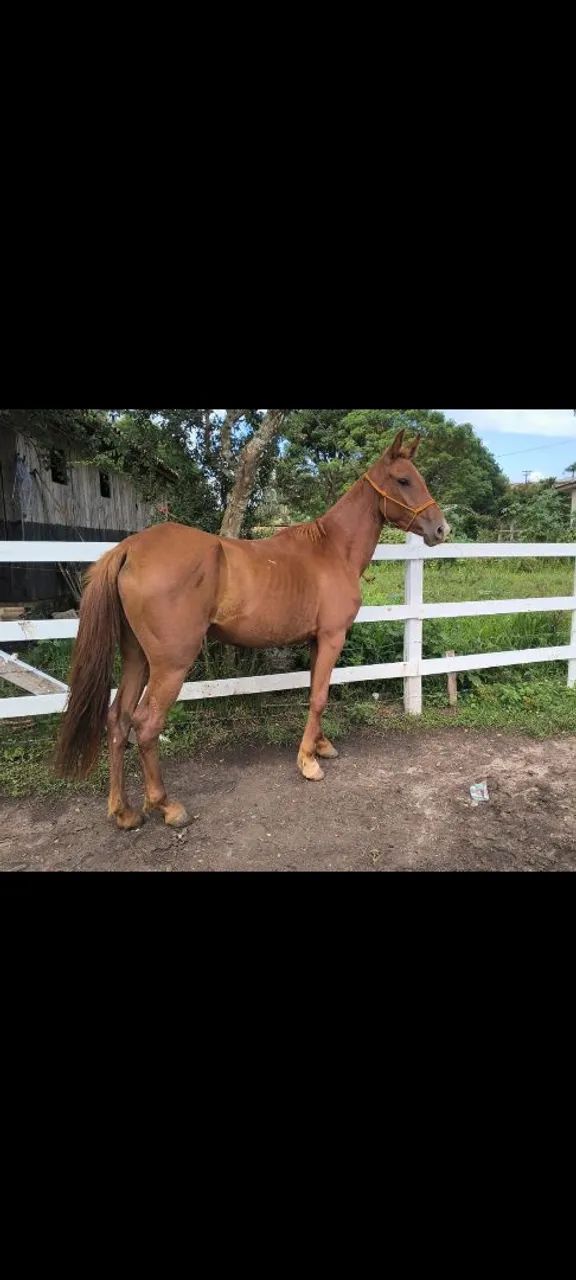 Potranca recém domada mtooo mansa e linda 