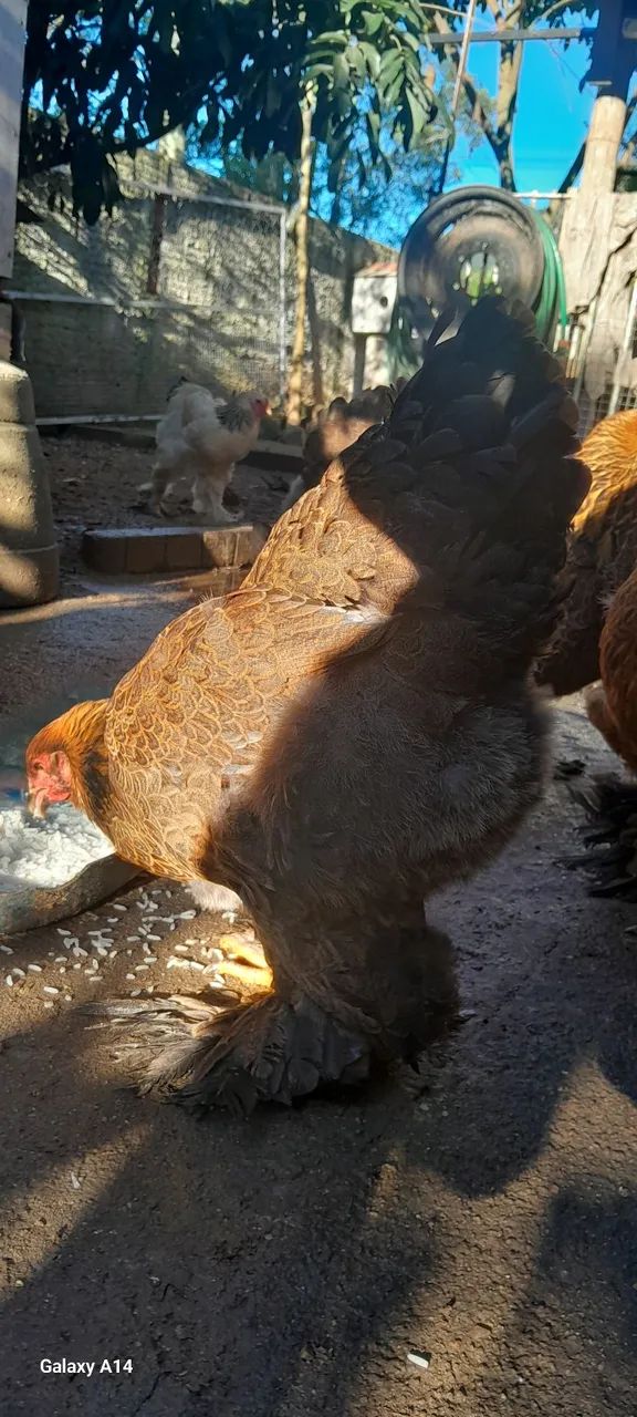 Galinhas e galos puros - Foto 2