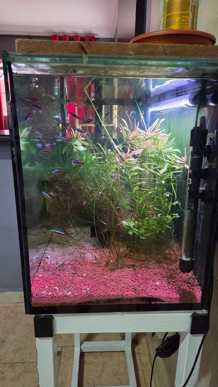 Lindo aquário 