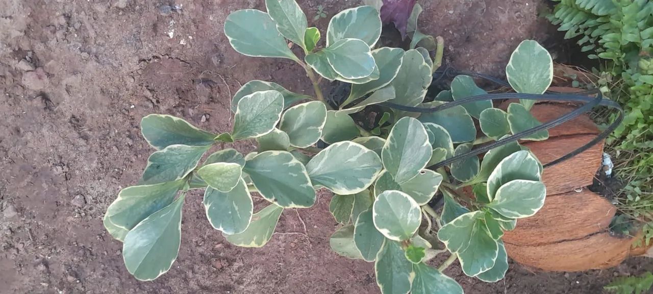 Plantas variadas  - Foto 4